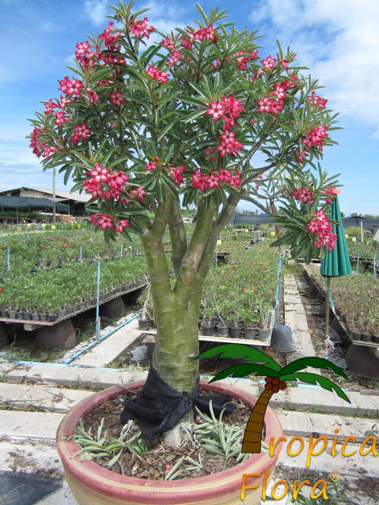 Adenium (Woestijnroos) - Tropica Flora