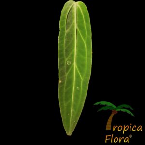 Detail van de adulte bladeren van de Anthurium warocqueanum van Tropica Flora