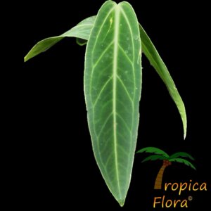 Detail van de adulte bladeren van de Anthurium warocqueanum van Tropica Flora