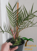Philodendron tortum met een nieuw blad