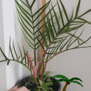 Philodendron tortum met een nieuw blad