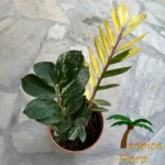Zamioculcas Zamiifolia Whipped Cream Variegata met unieke wit-groene bladeren in een pot van Tropica Flora
