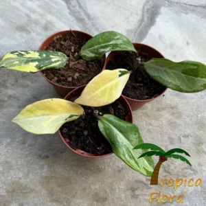 Kleine Zamioculcas Zamiifolia Whipped Cream Variegata stekjes in potten van Tropica Flora