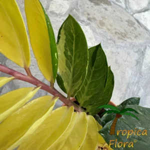 Detail van de bladeren van de Zamioculcas Zamiifolia Whipped Cream Variegata met wit-groene variëteit van Tropica Flora